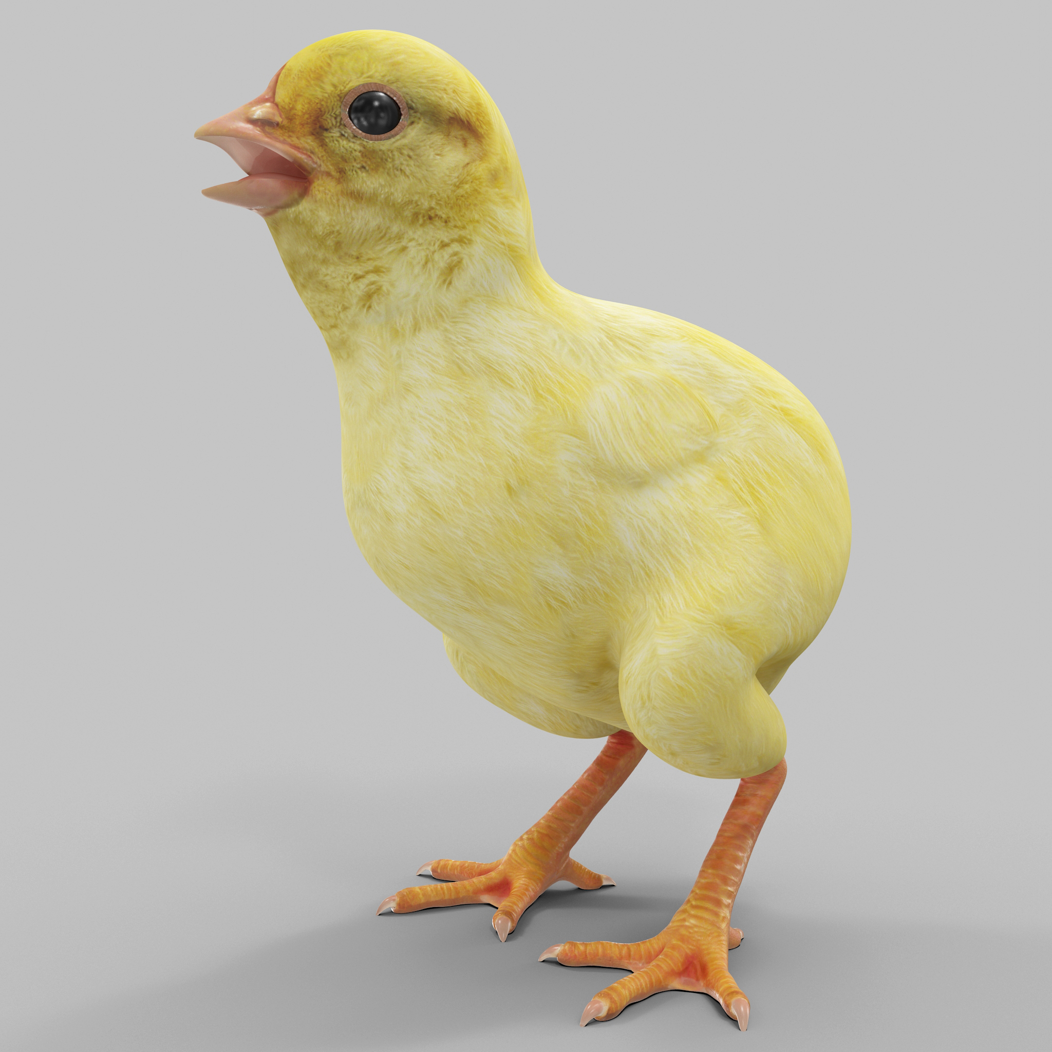 Chick 3D model