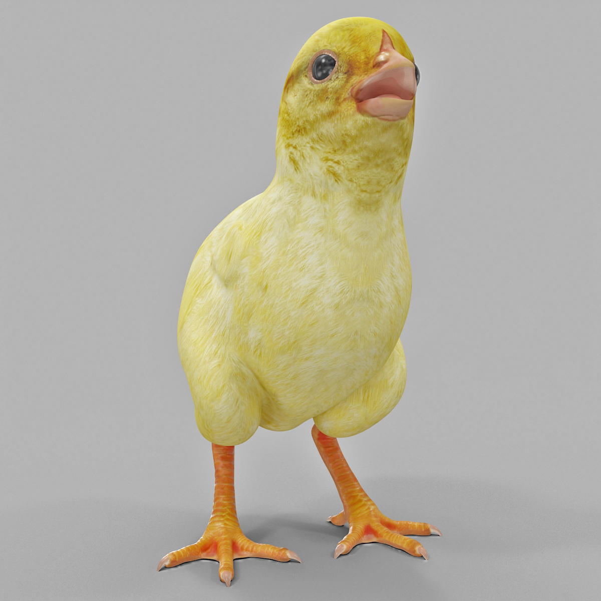 Chick 3D model