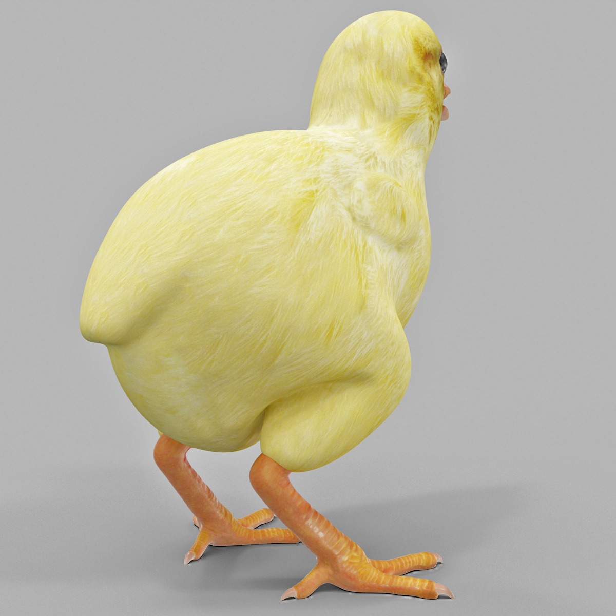 Chick 3D model