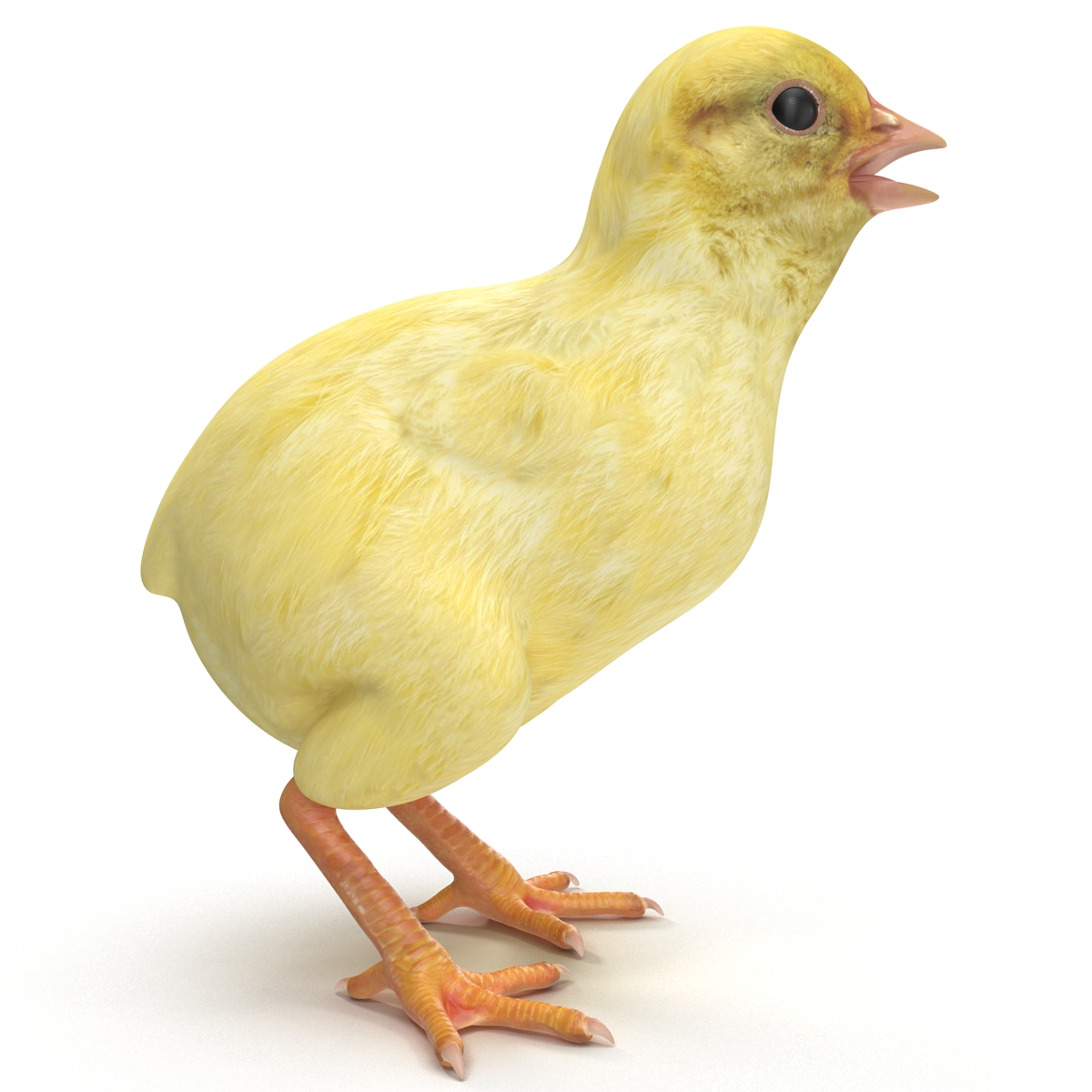 Chick 3D model