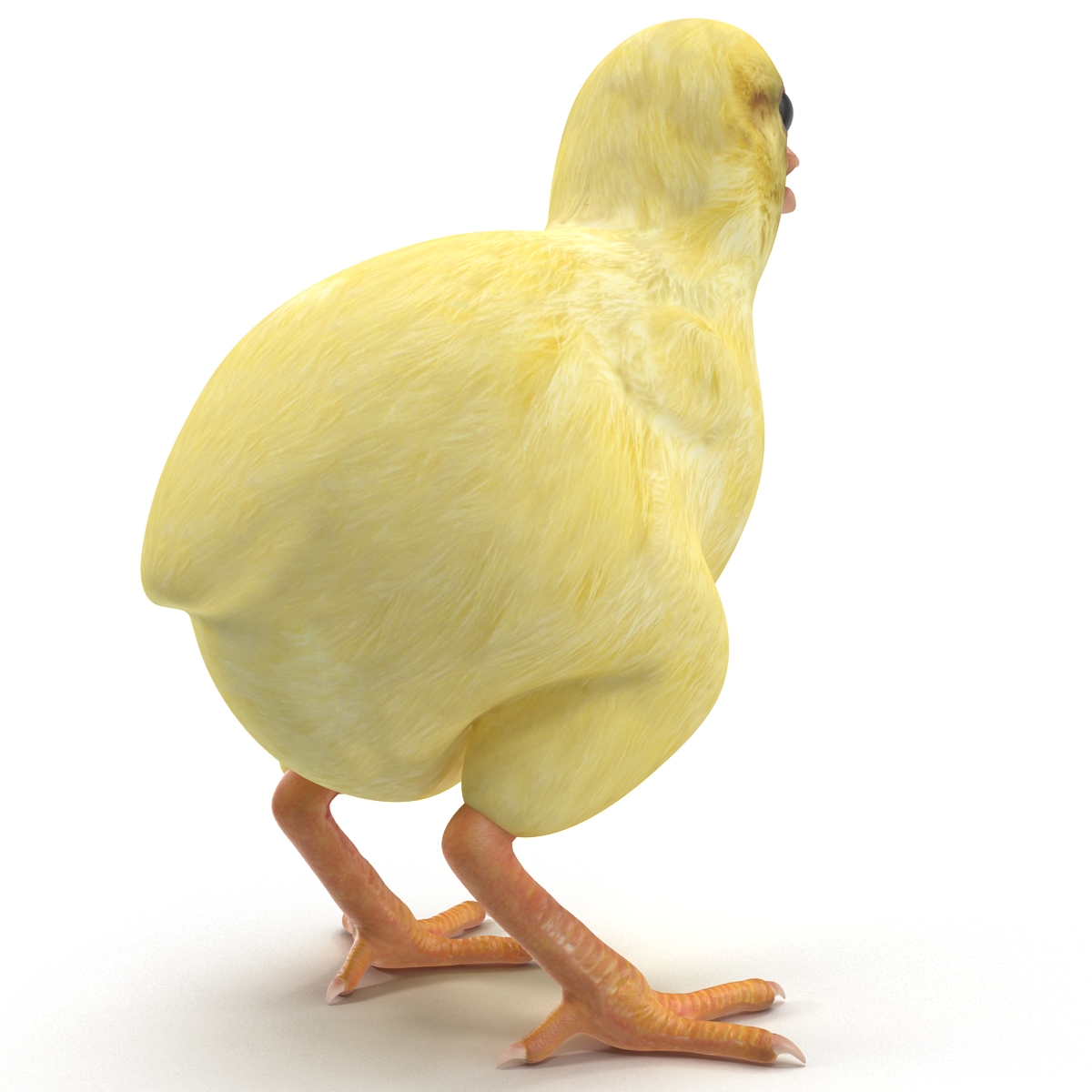 Chick 3D model