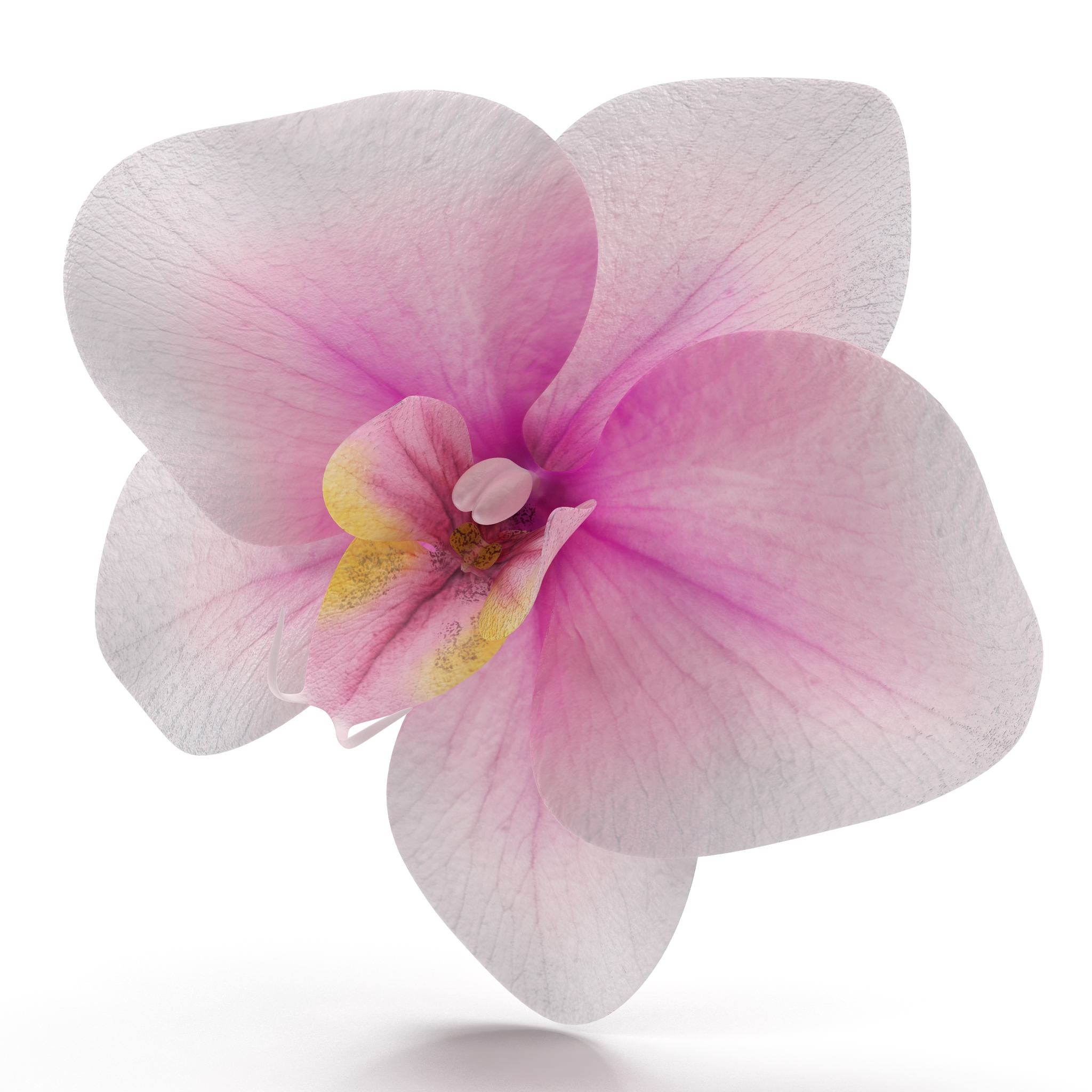 3D Orchid Flower model