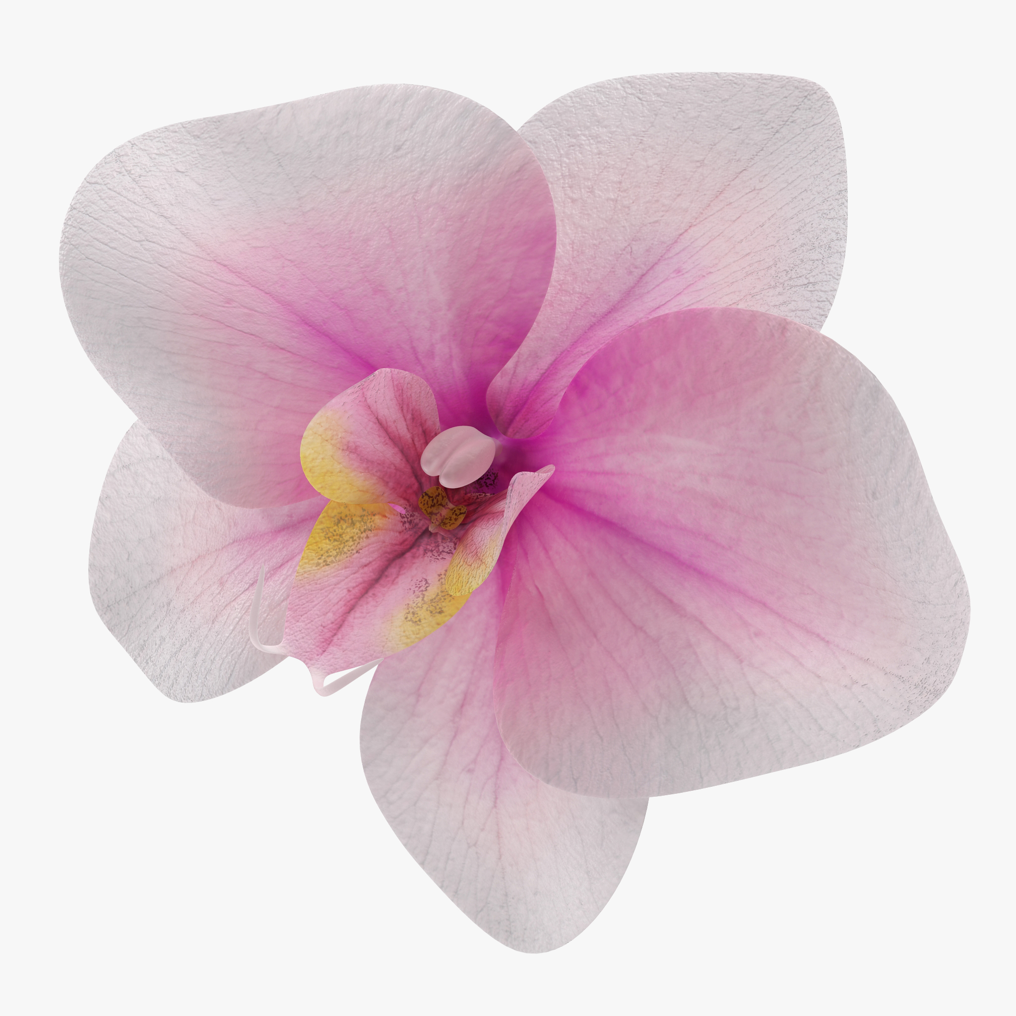 3D Orchid Flower model