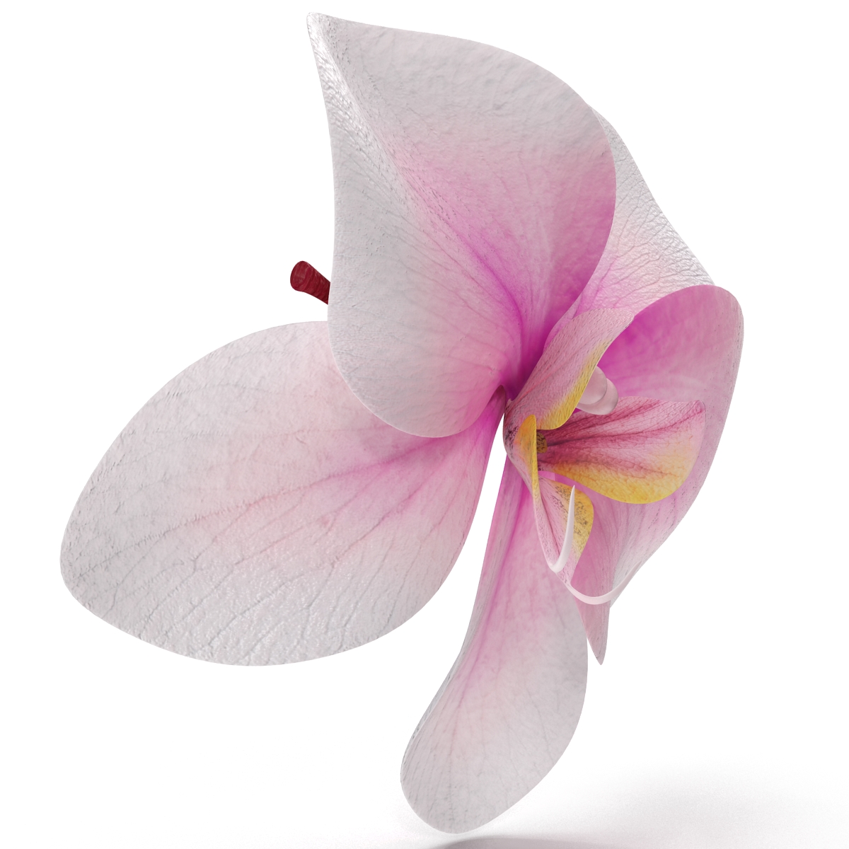 3D Orchid Flower model