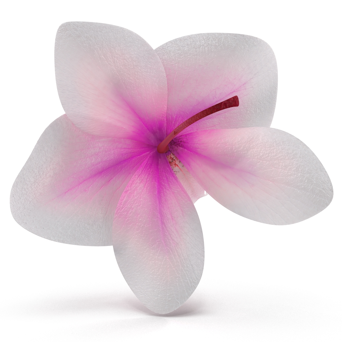 3D Orchid Flower model