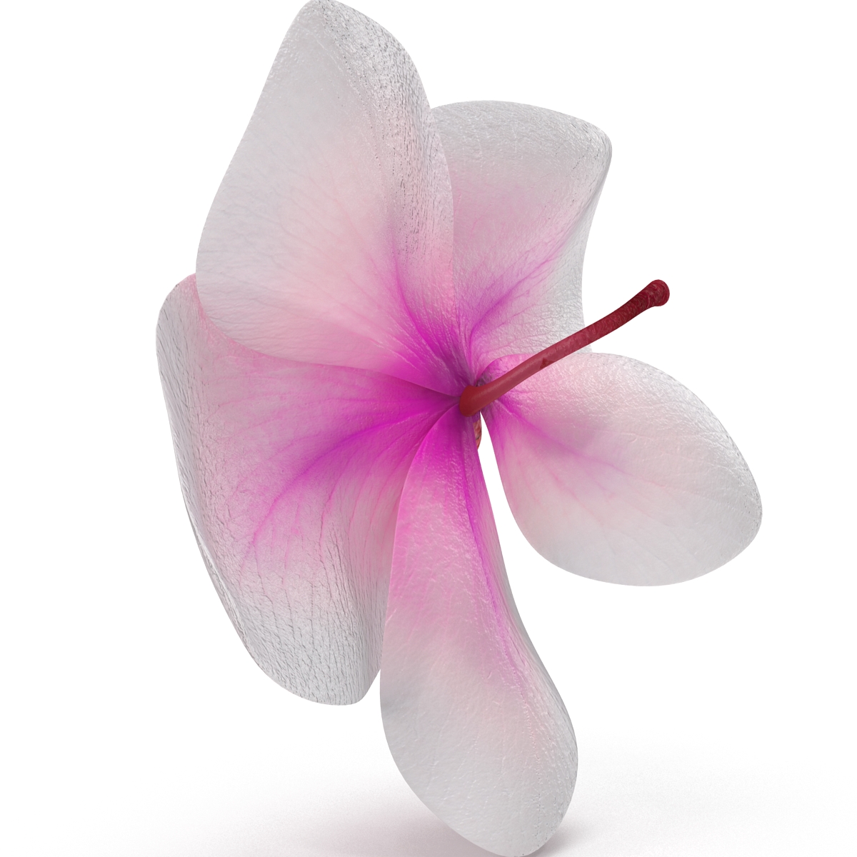 3D Orchid Flower model