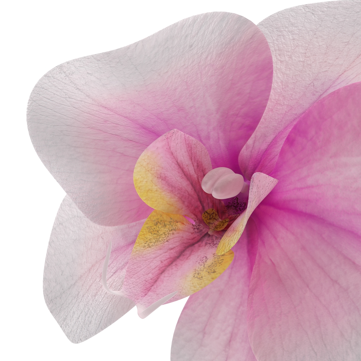 3D Orchid Flower model