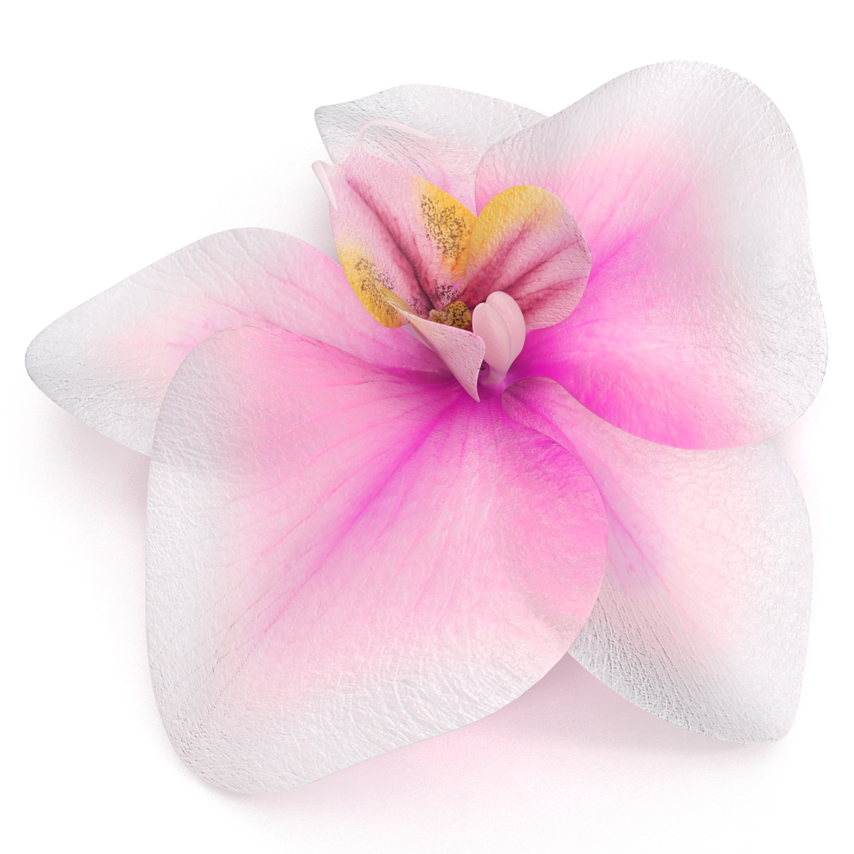 3D Orchid Flower model