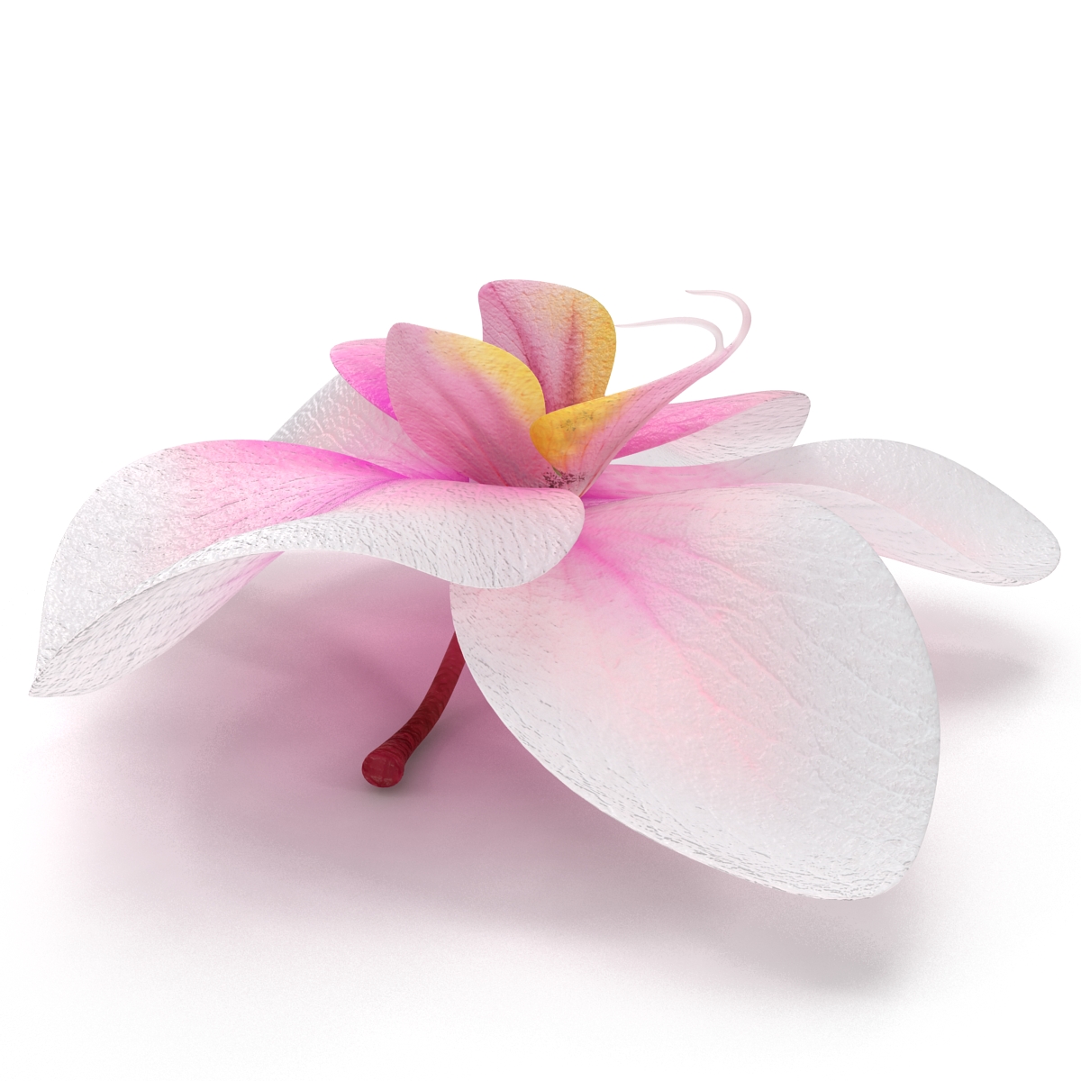 3D Orchid Flower model