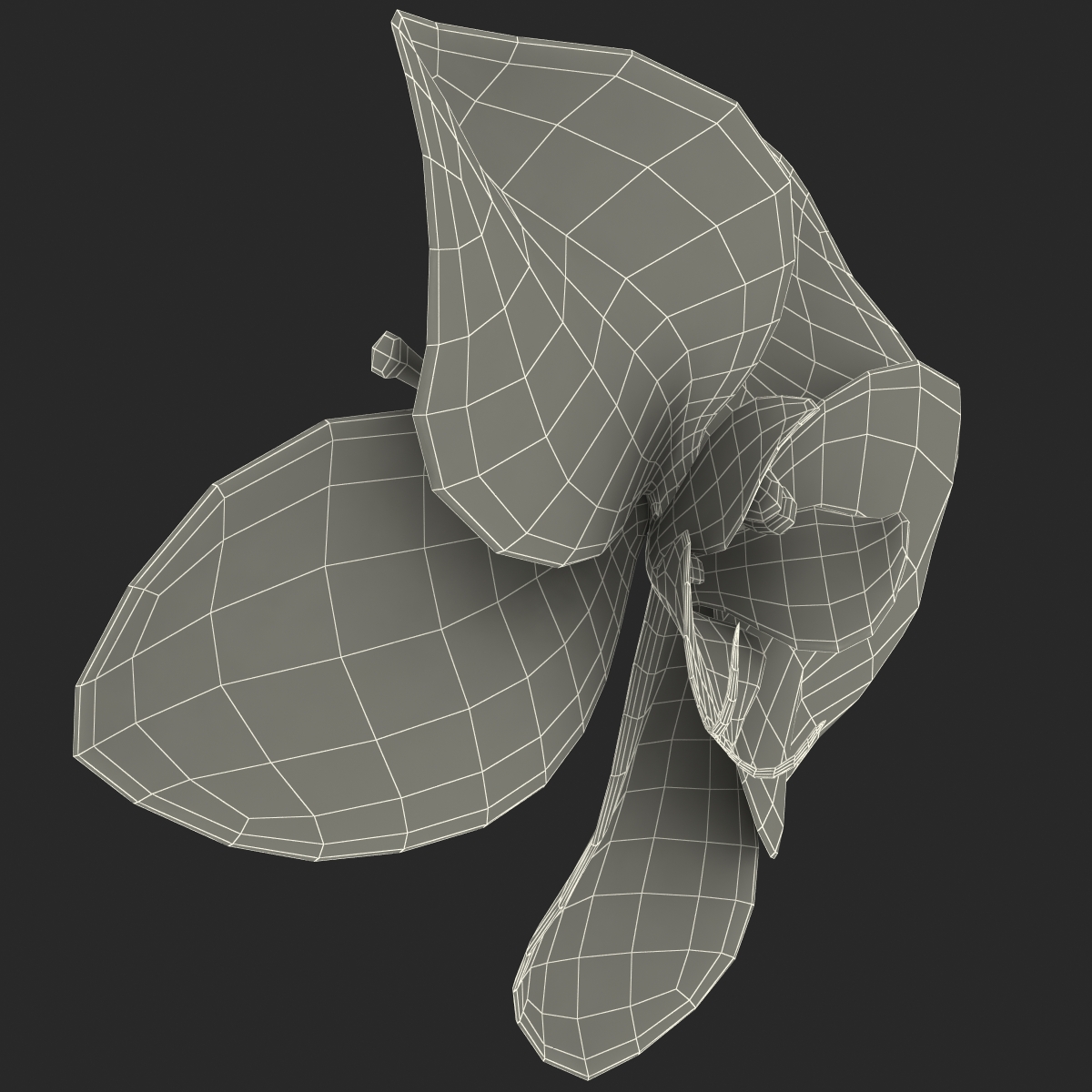 3D Orchid Flower model