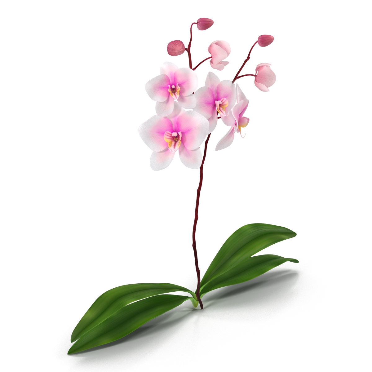 3D model Orchid