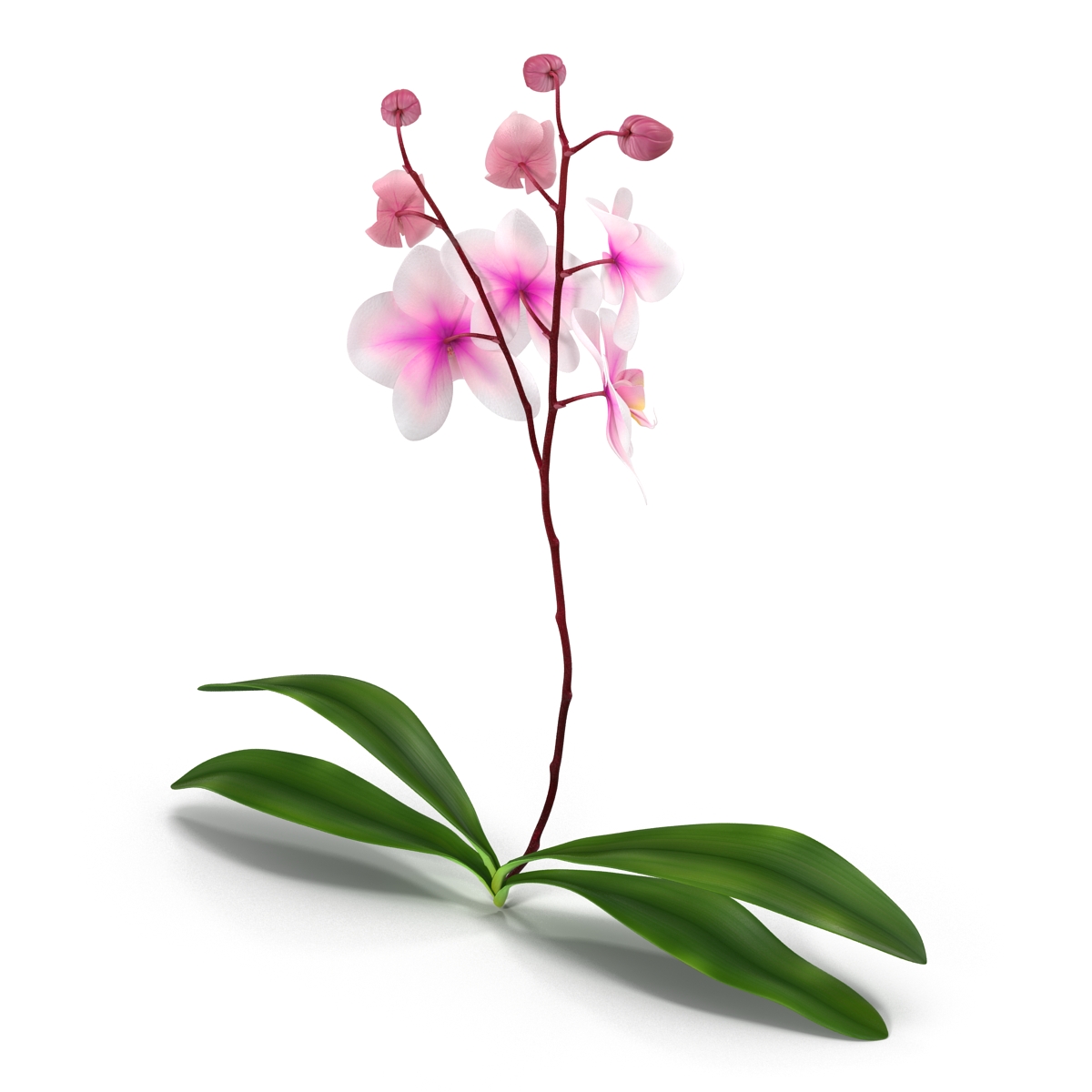 3D model Orchid