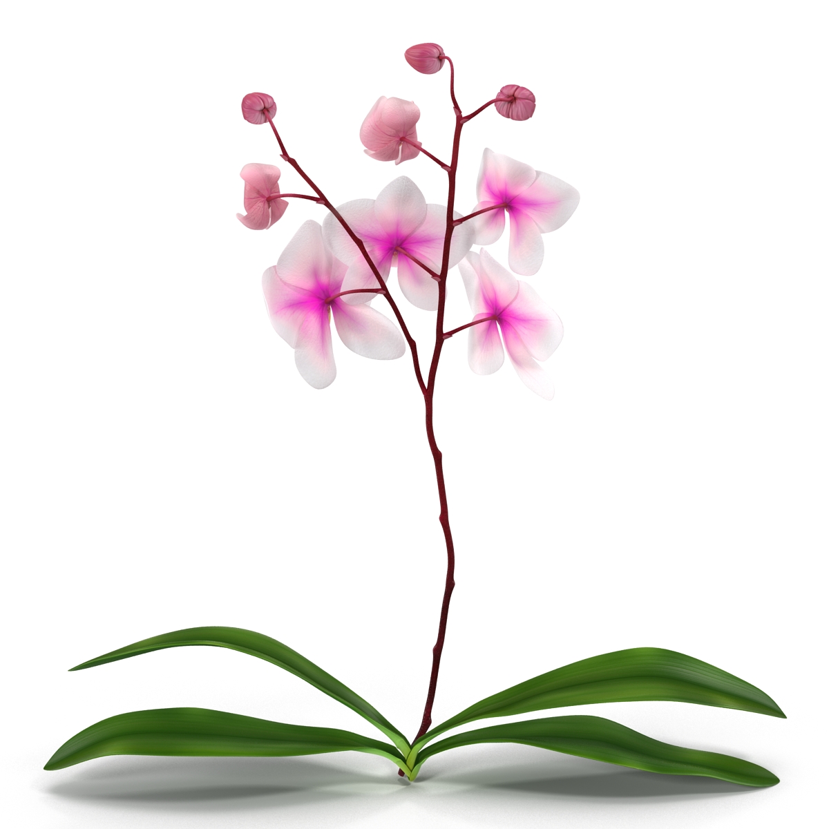 3D model Orchid