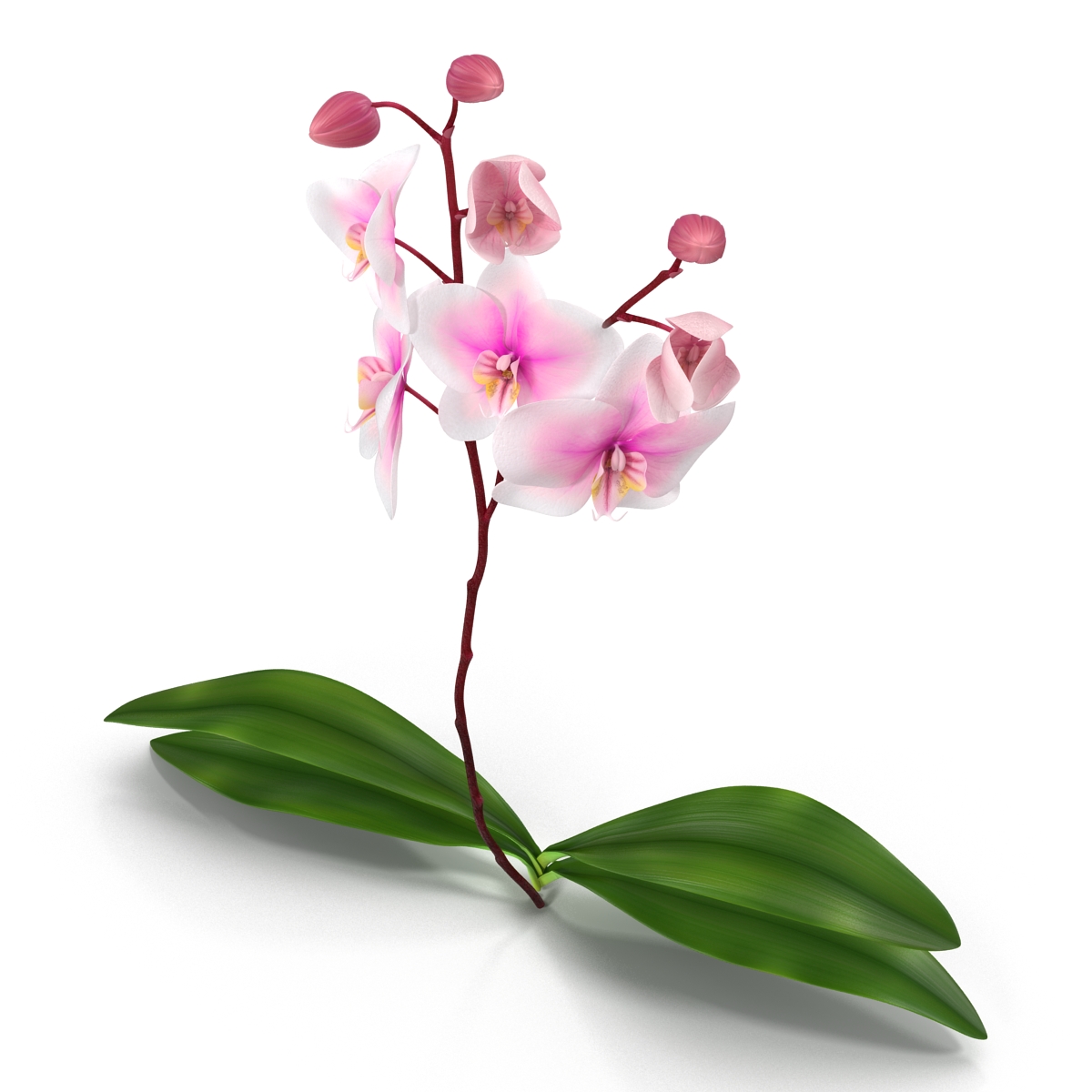 3D model Orchid