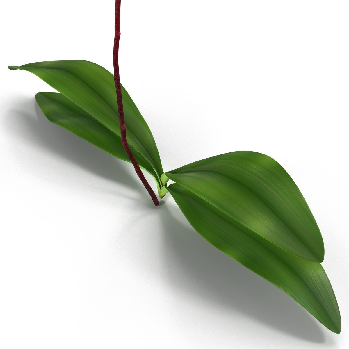 3D model Orchid