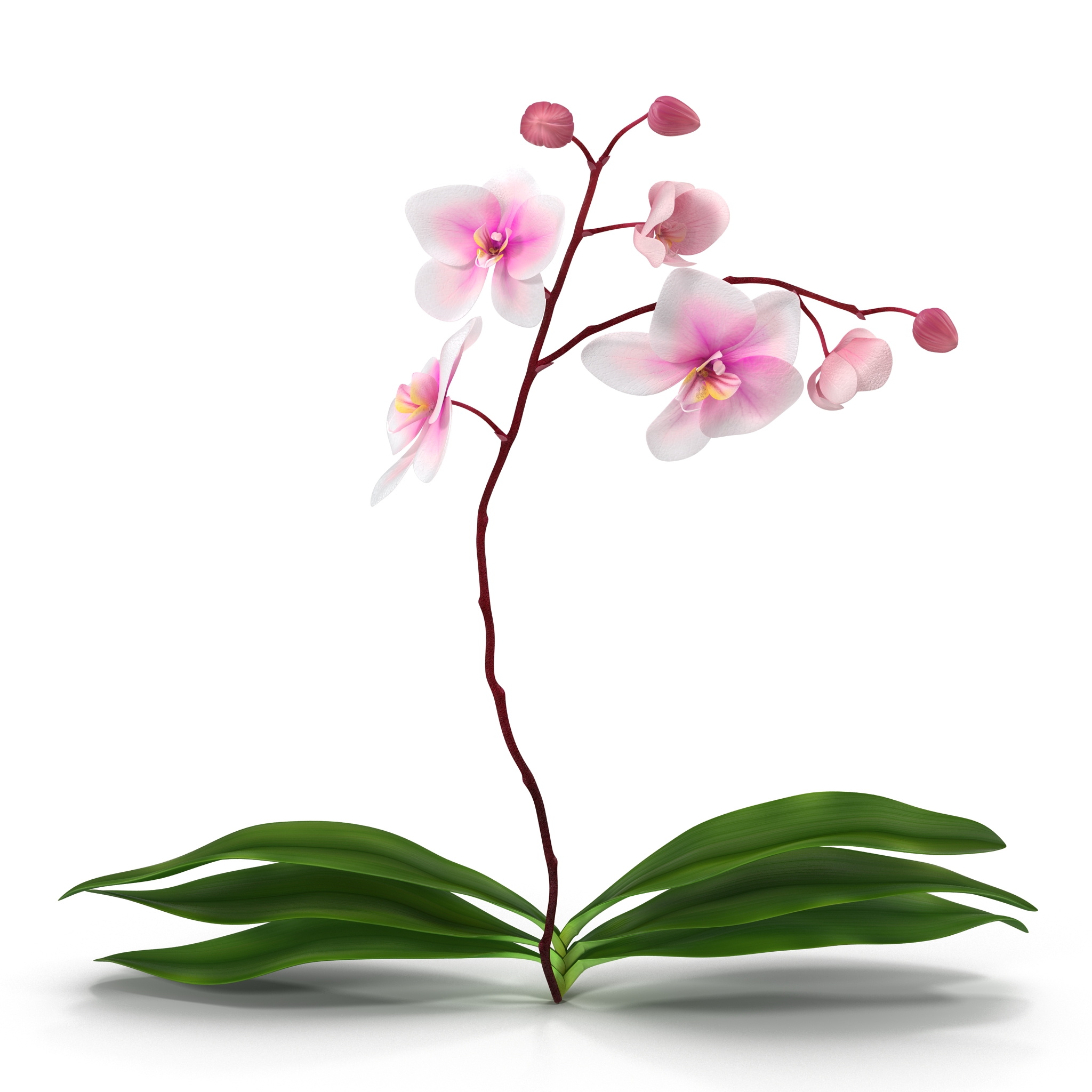 3D model Orchid 2