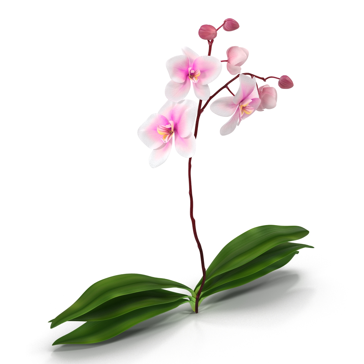 3D model Orchid 2