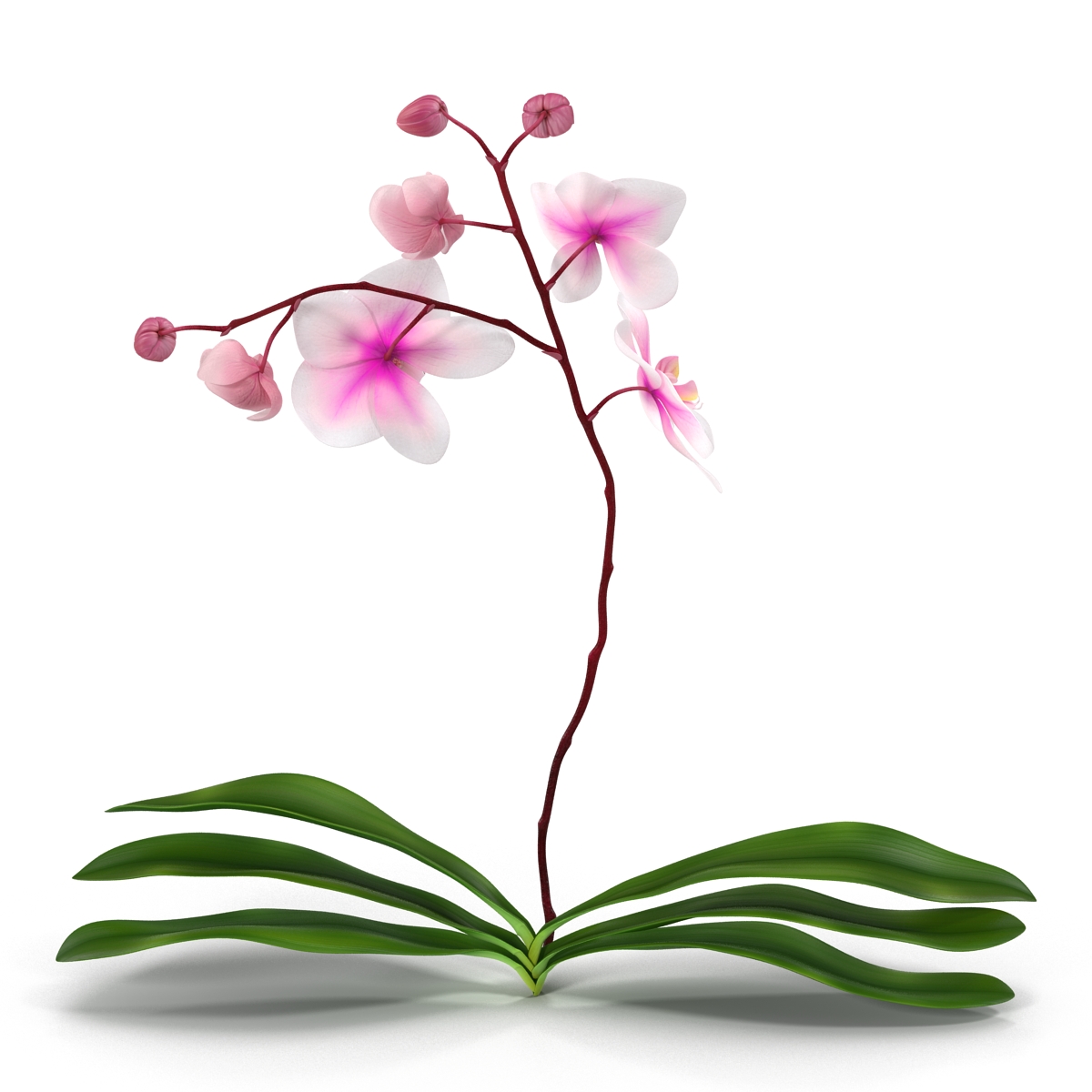 3D model Orchid 2