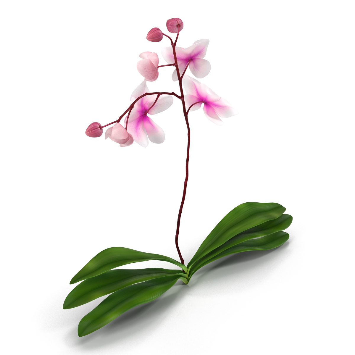 3D model Orchid 2