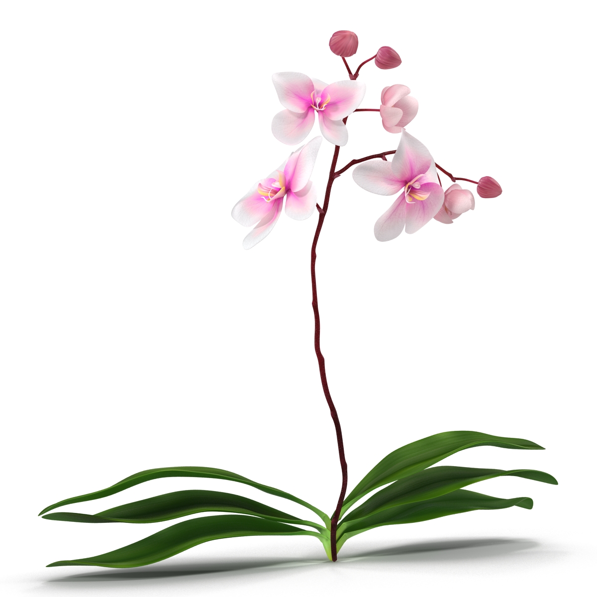 3D model Orchid 2