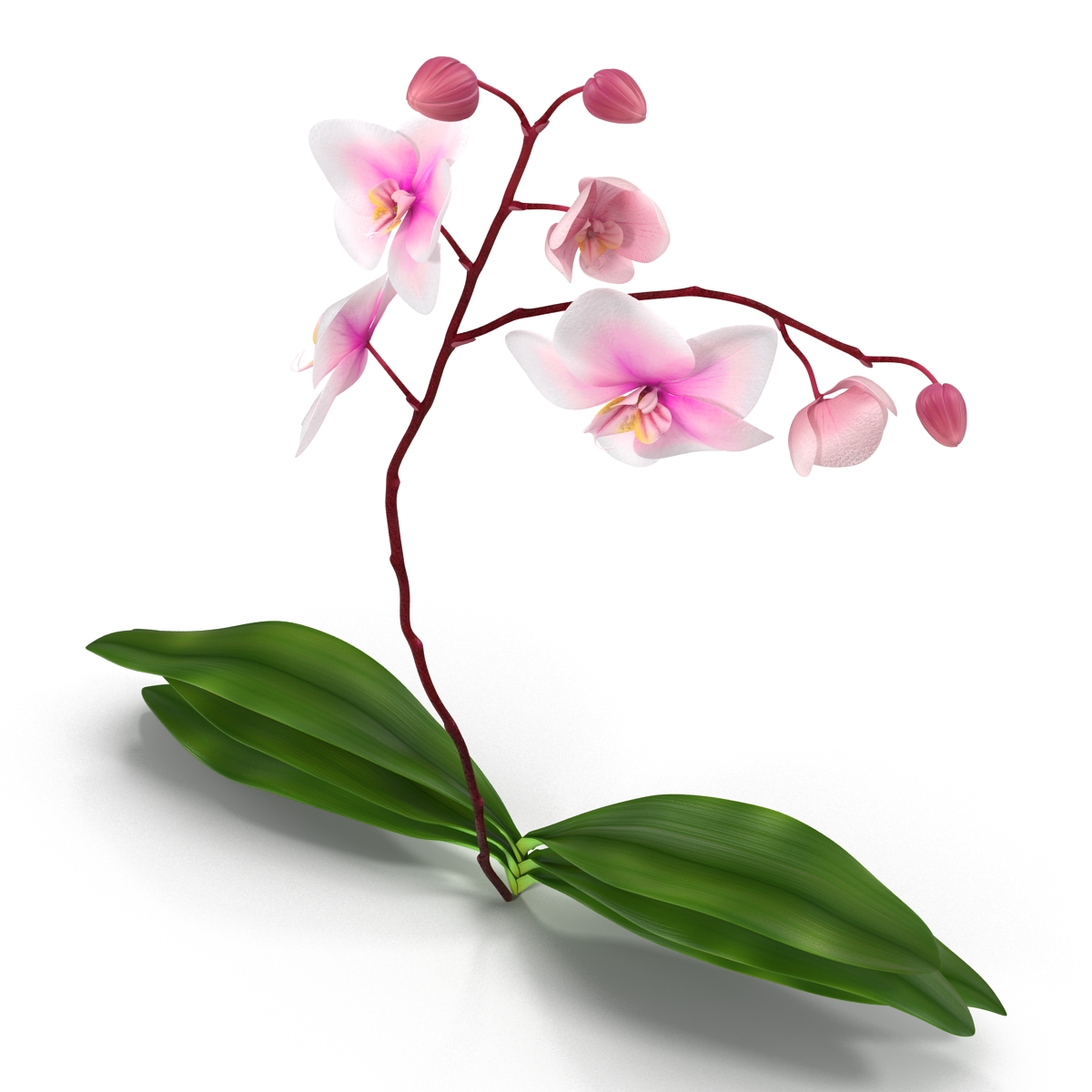 3D model Orchid 2