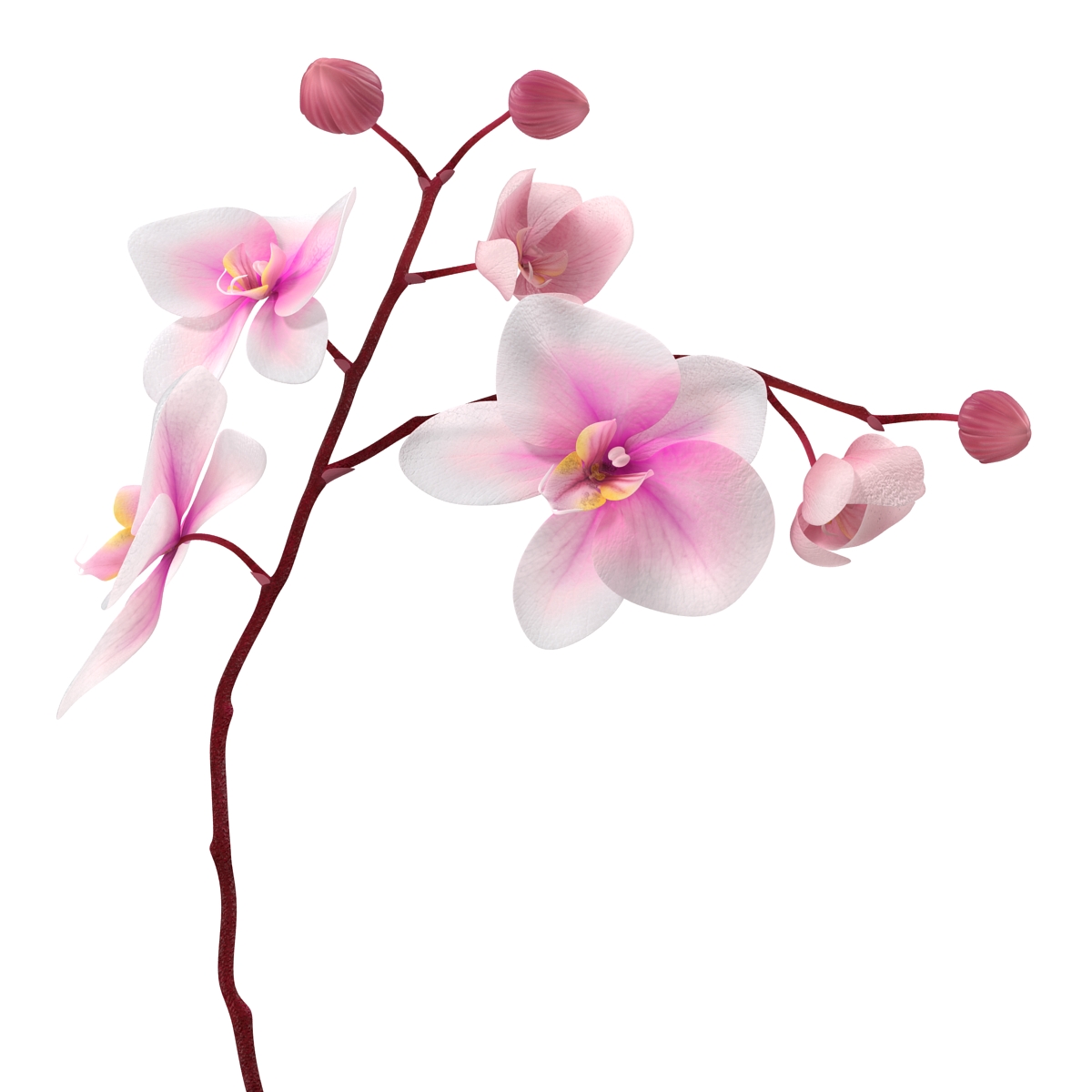 3D model Orchid 2