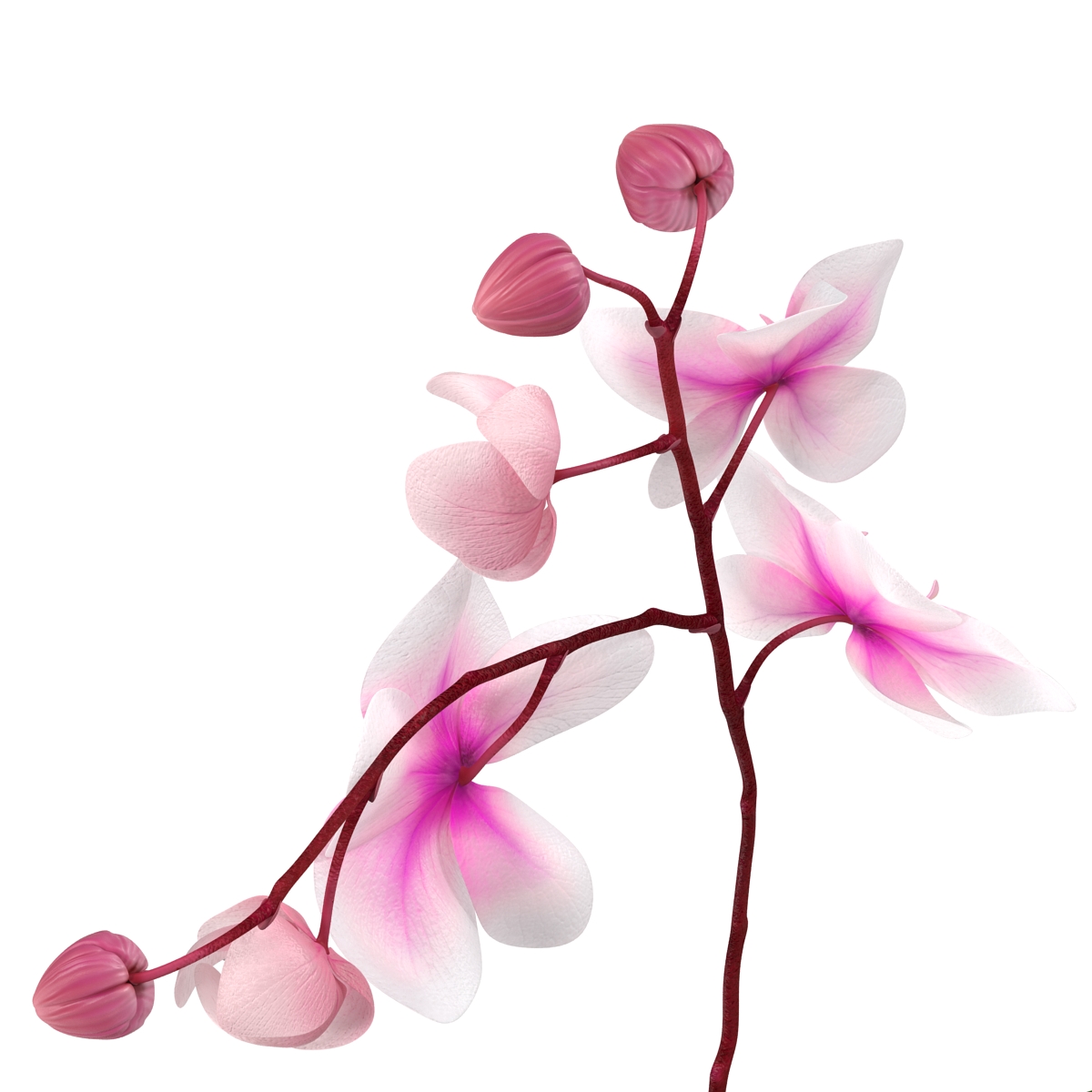 3D model Orchid 2