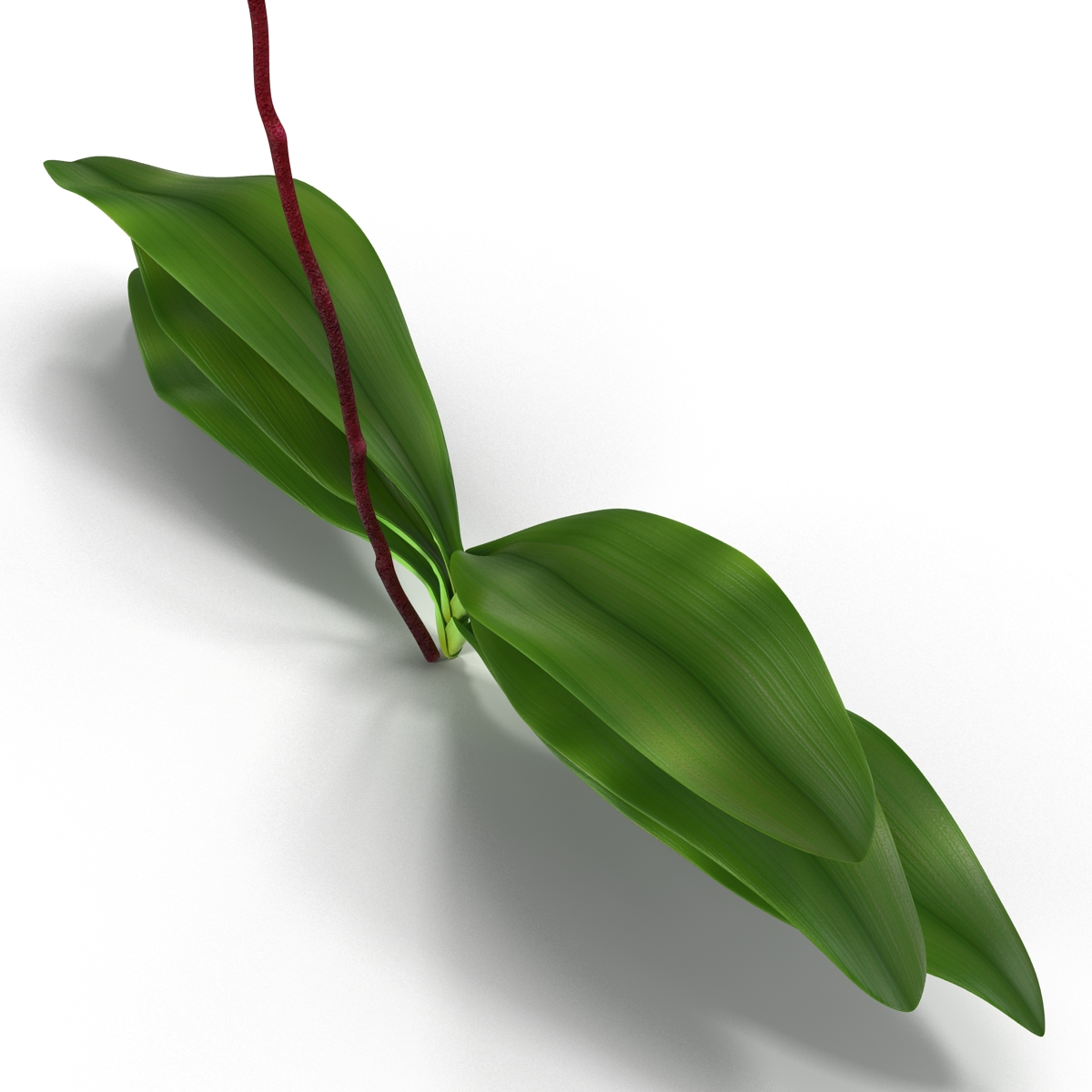 3D model Orchid 2