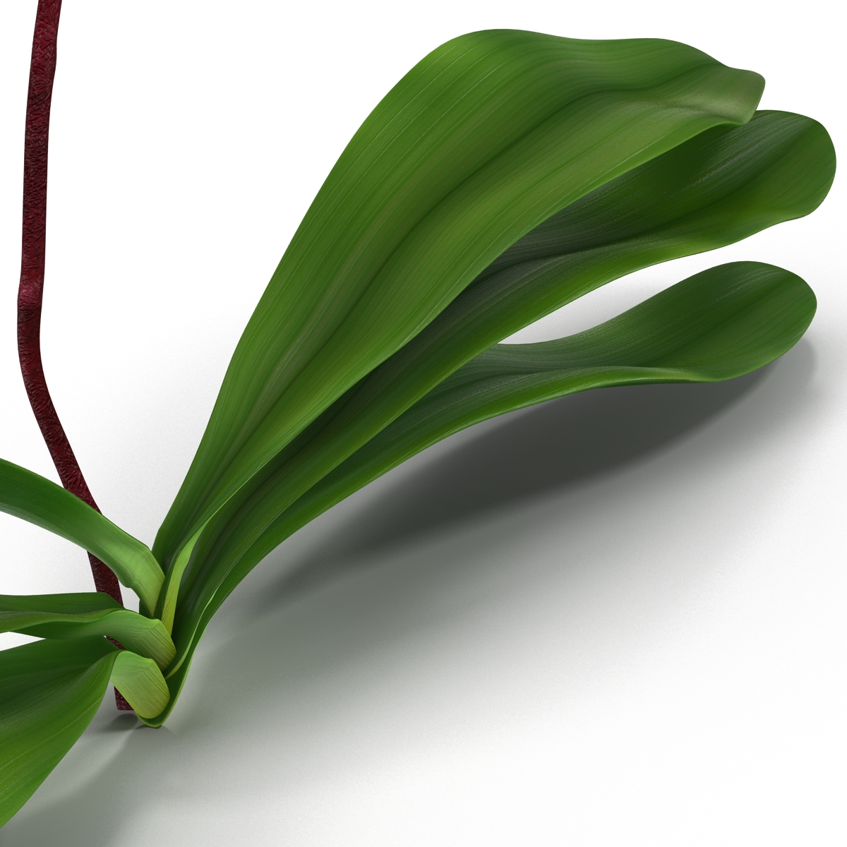 3D model Orchid 2