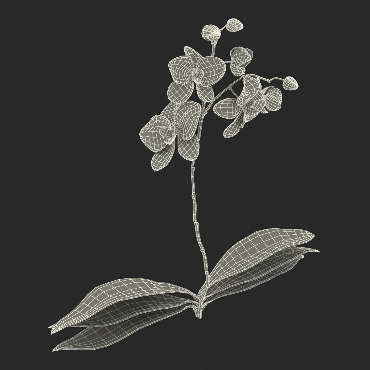 3D model Orchid 2