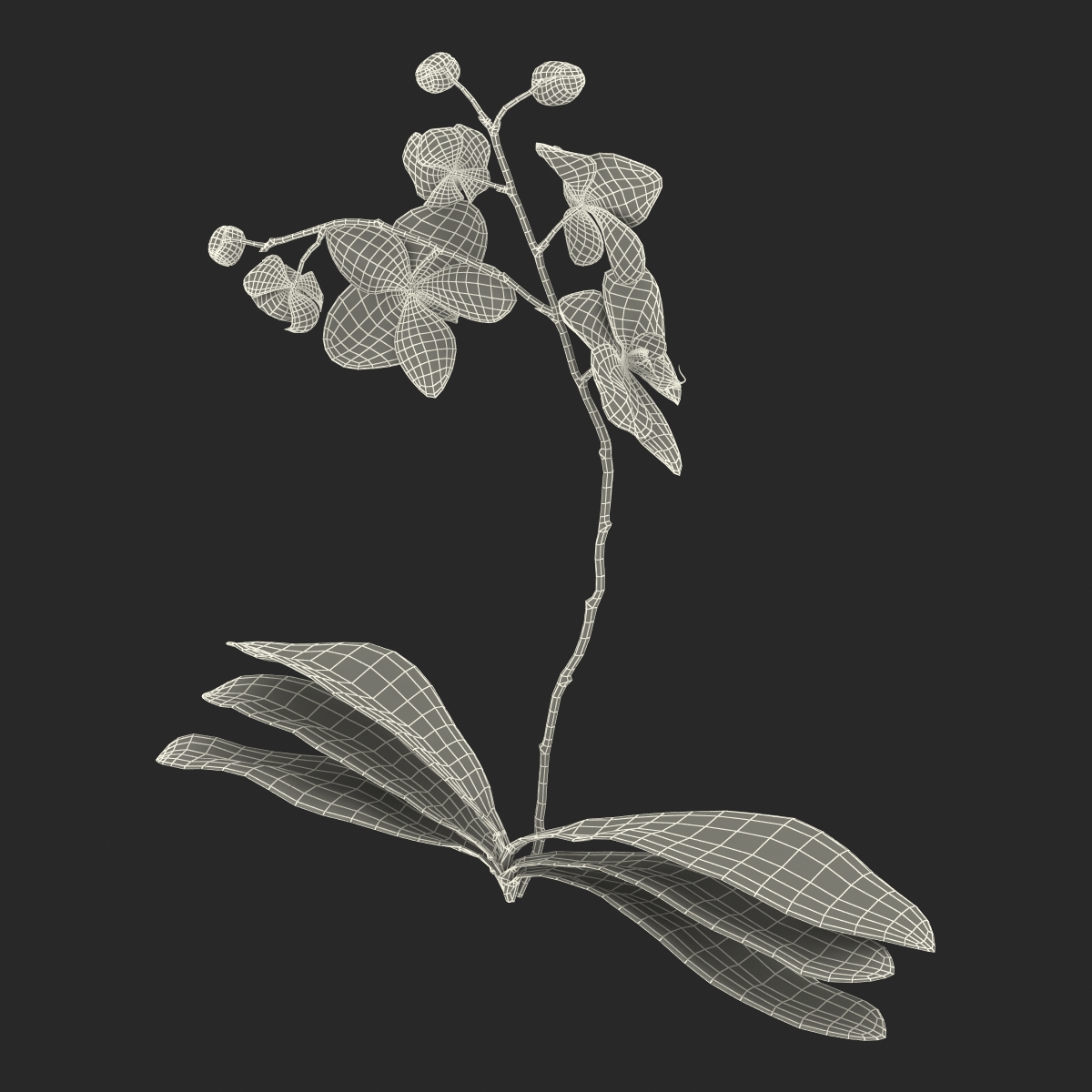 3D model Orchid 2