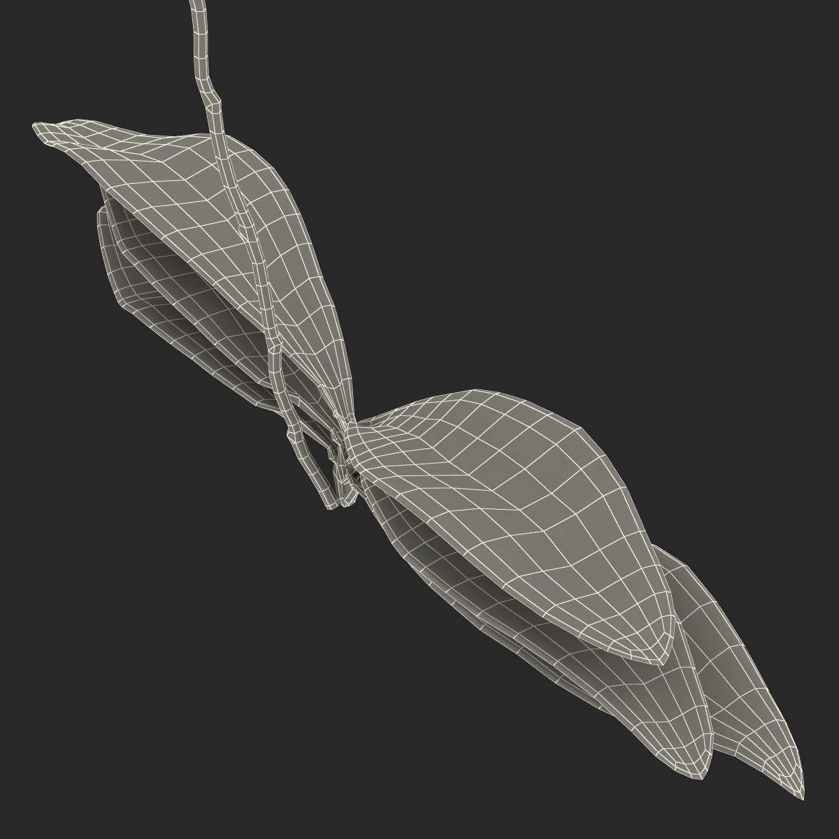 3D model Orchid 2