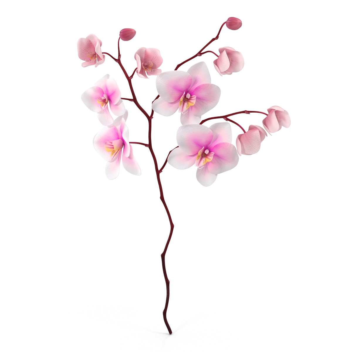 3D model Orchid 3