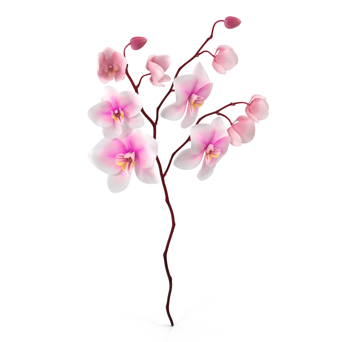 3D model Orchid 3