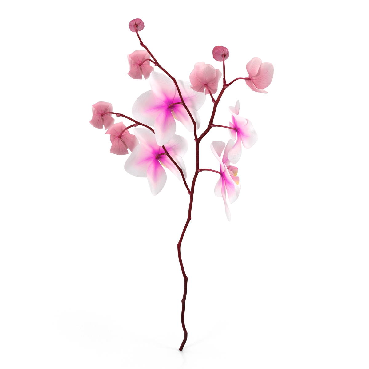 3D model Orchid 3