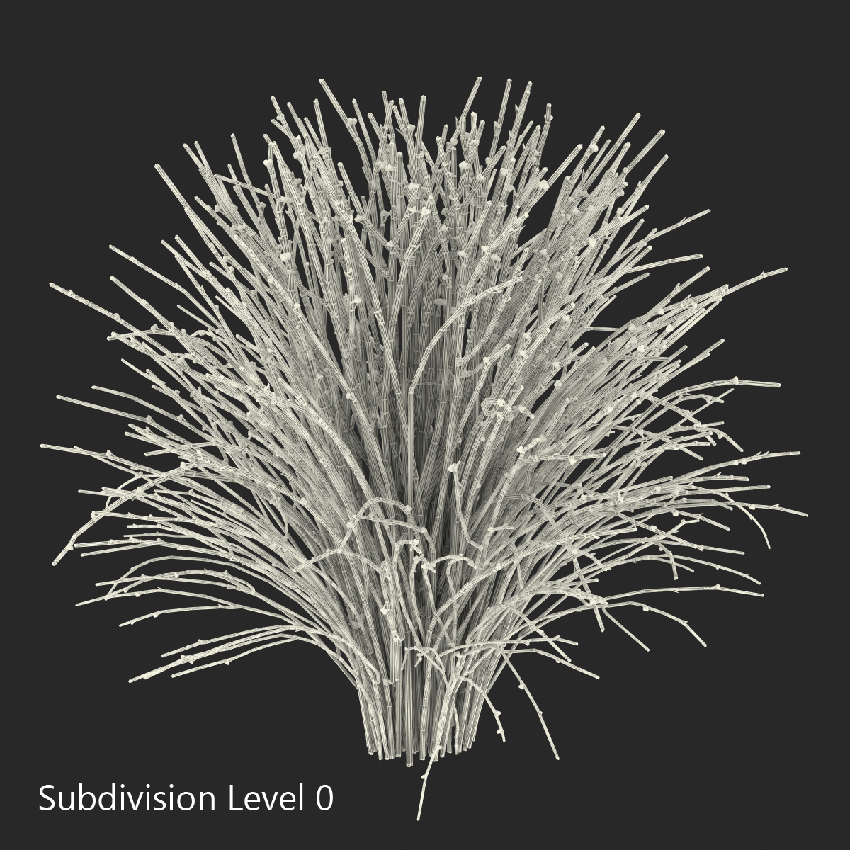 3D model Psilotum Nudum Whisk Fern