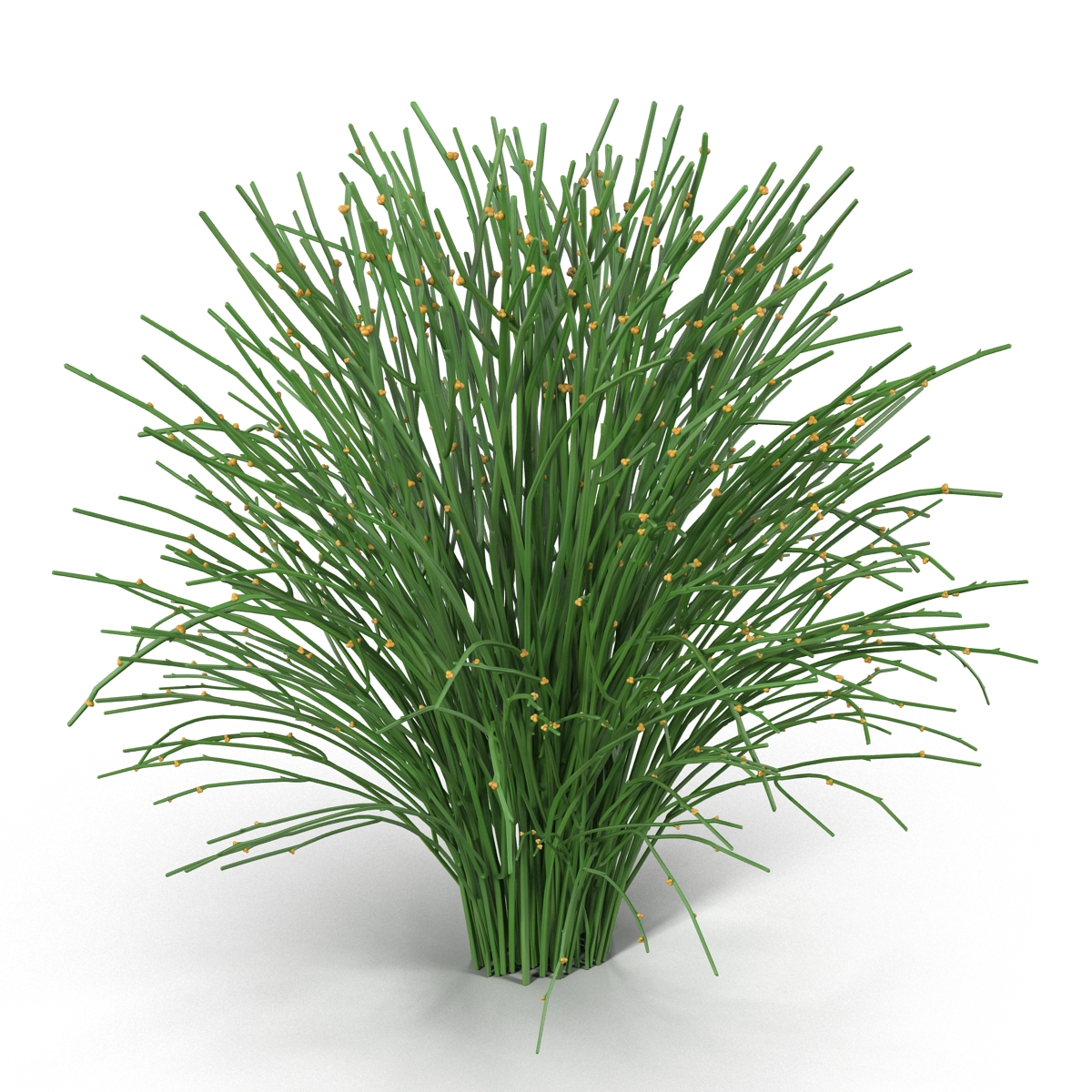 3D model Psilotum Nudum Whisk Fern