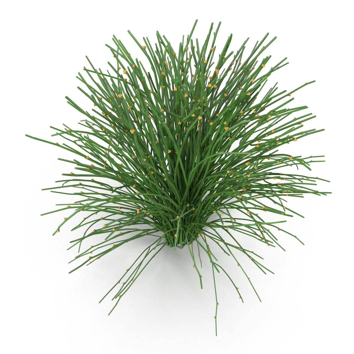 3D model Psilotum Nudum Whisk Fern