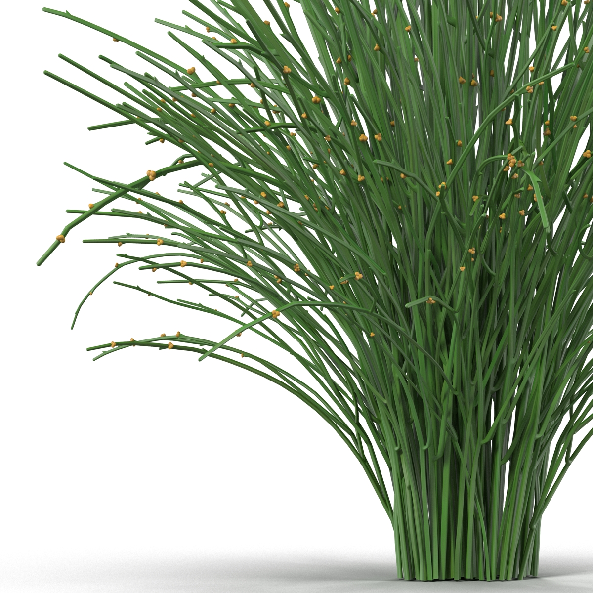 3D model Psilotum Nudum Whisk Fern