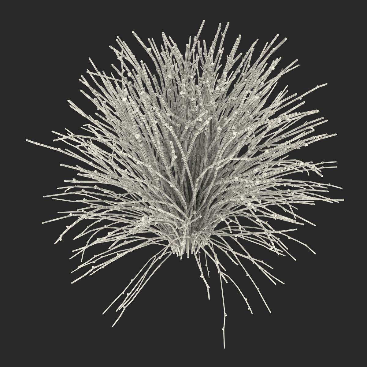 3D model Psilotum Nudum Whisk Fern