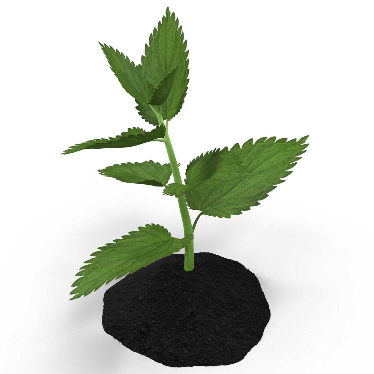 Plant Sprout 3D