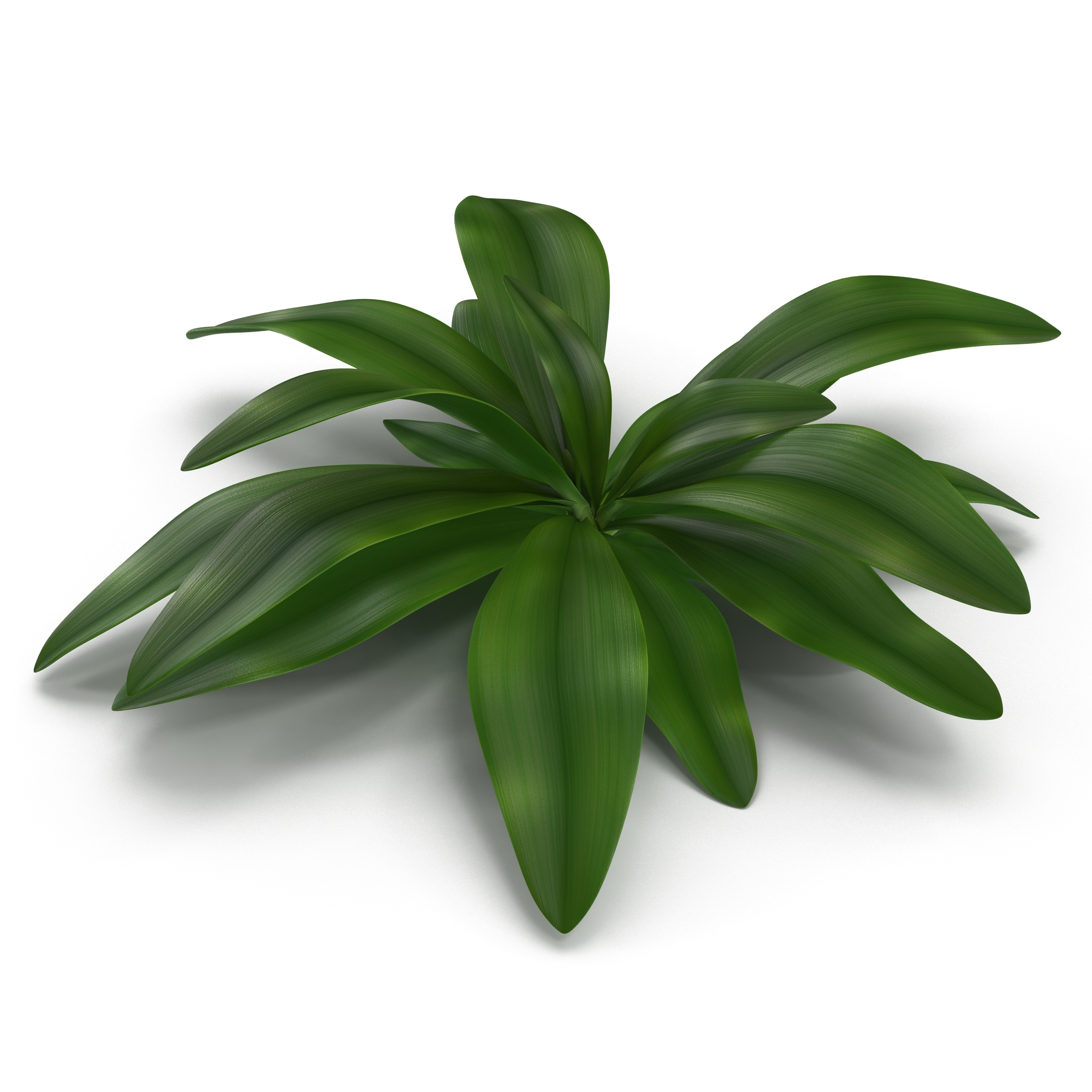 3D Tropical Plant Glauca Cordyline