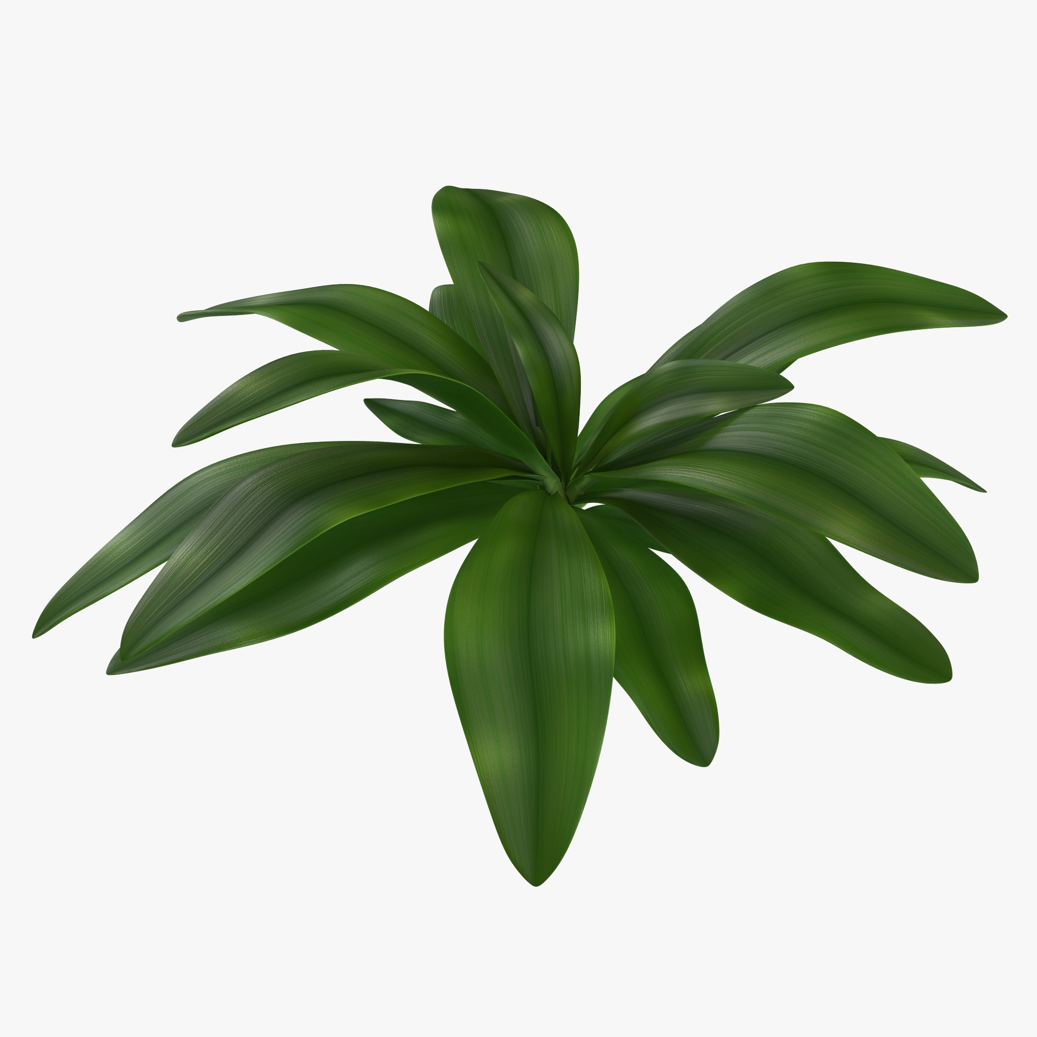 3D Tropical Plant Glauca Cordyline