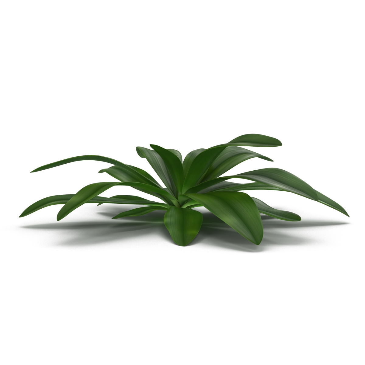 3D Tropical Plant Glauca Cordyline