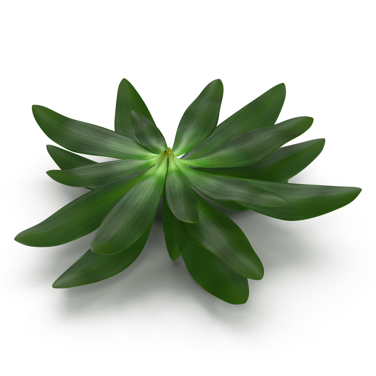 3D Tropical Plant Glauca Cordyline