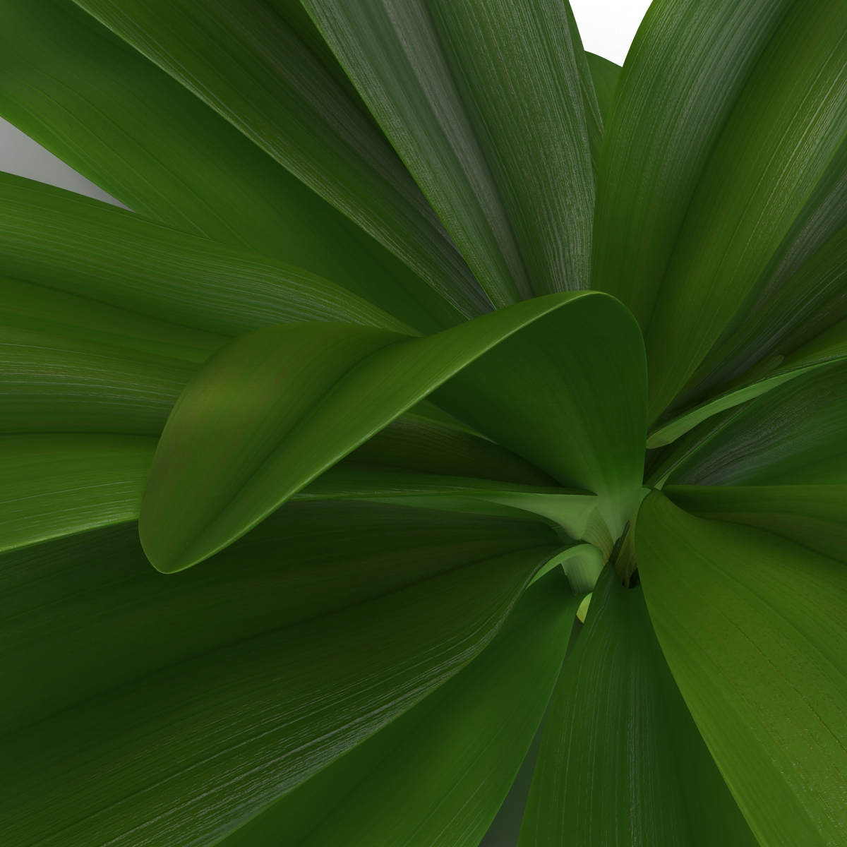 3D Tropical Plant Glauca Cordyline