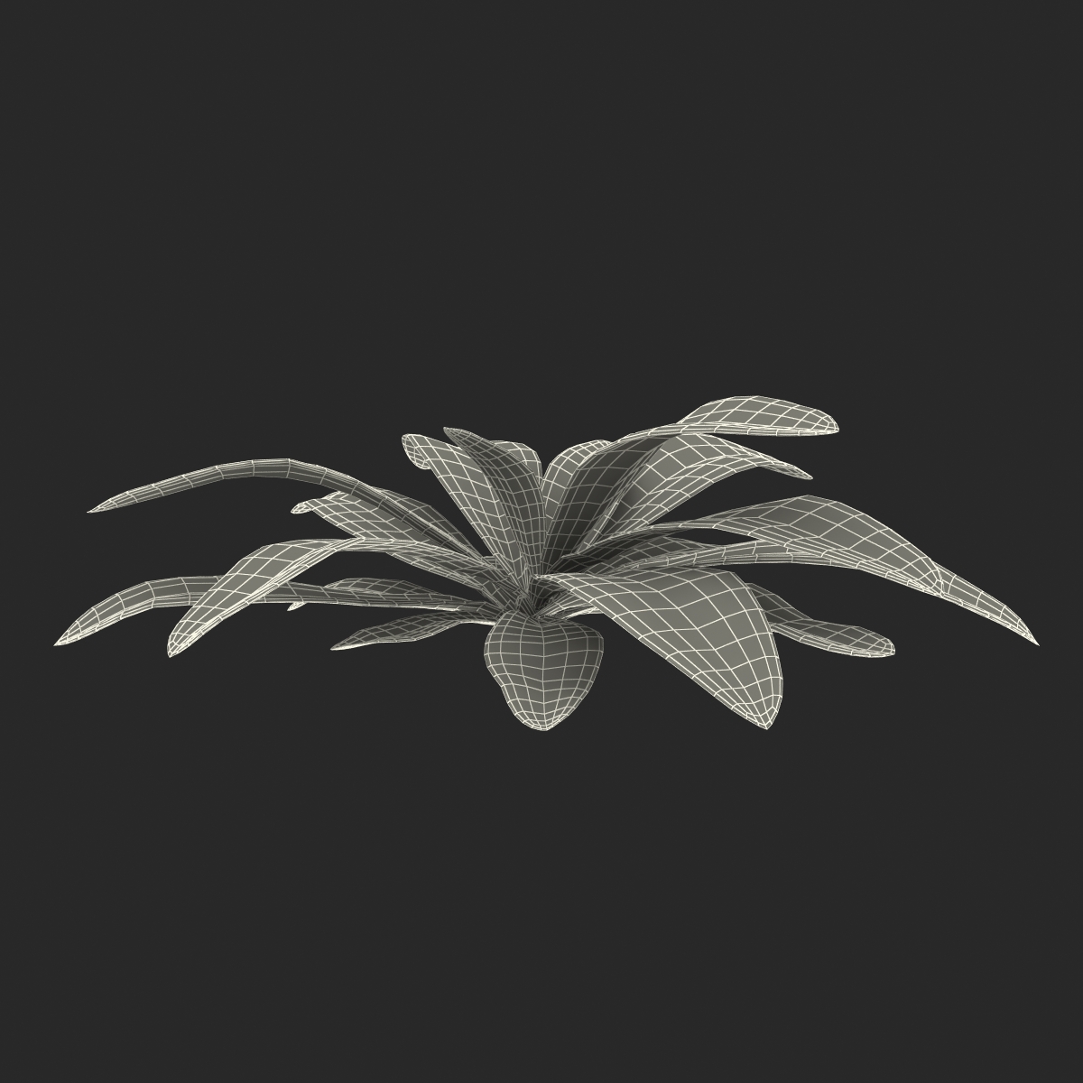 3D Tropical Plant Glauca Cordyline