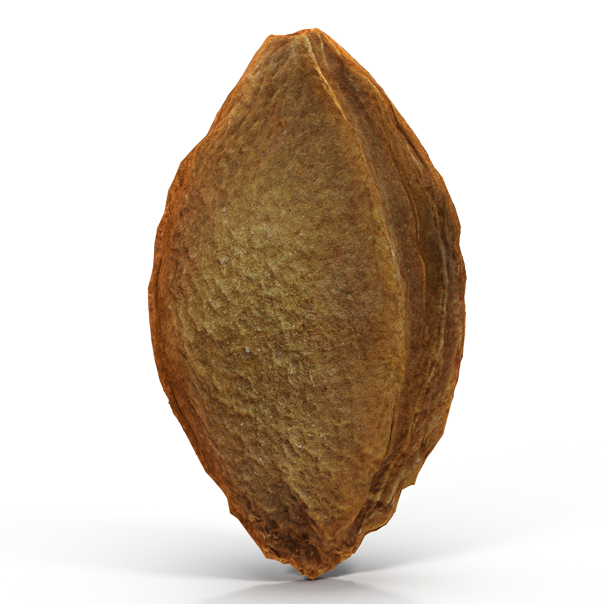 Apricot Kernel 3D model