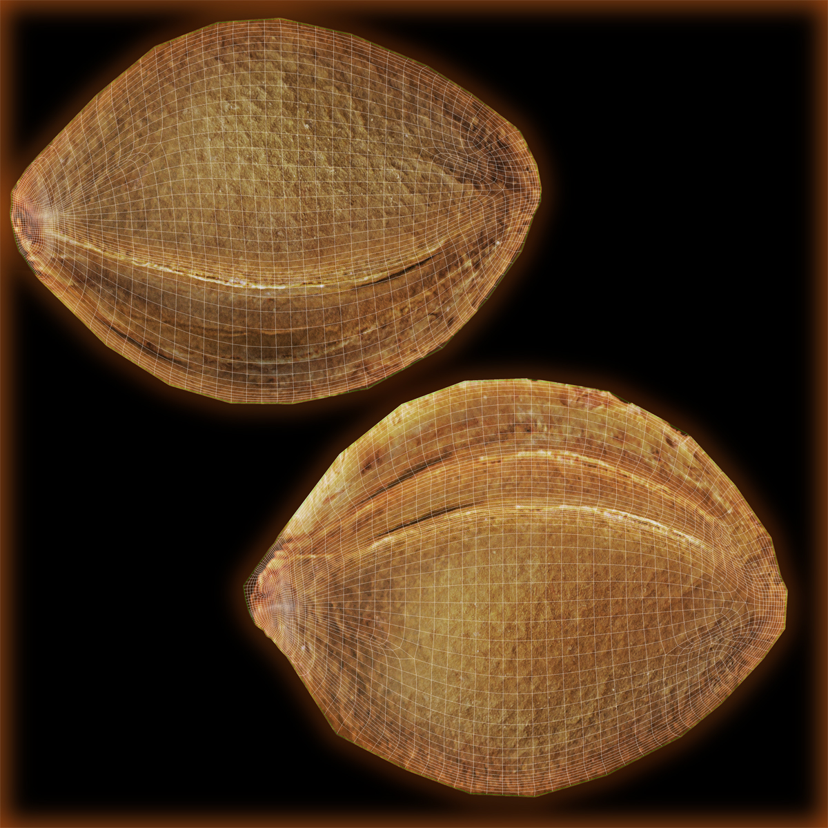 Apricot Kernel 3D model