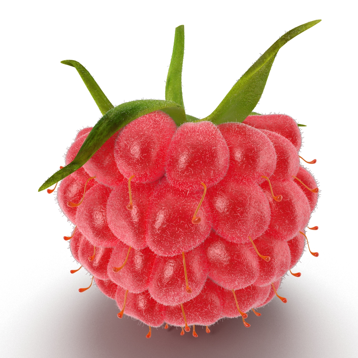 3D model Raspberry 2 with Fur